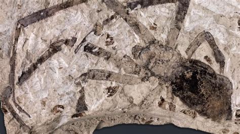 Ancient Fossilized Spider With a Tail Resembles the 'Alien' Face-hugger