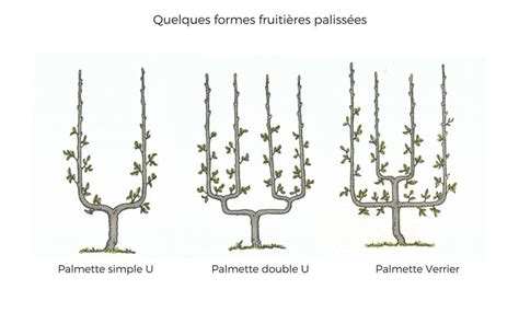 Choisir Ses Arbres Fruitiers Formes Et Vari T S Pour Tous Jardins