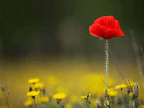 Vibrant Red Poppy Flower Among Yellow Flowers