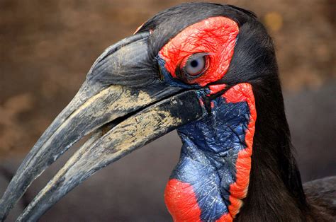 Real Monstrosities: Southern Ground Hornbill