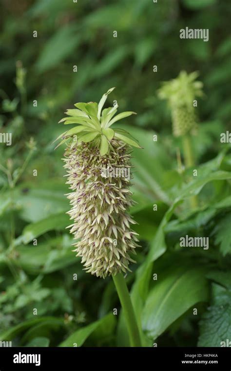 Eucomis bicolor Stock Photo - Alamy