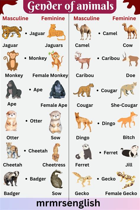 Masculine And Feminine Gender Of Animals In English Mr Mrs English