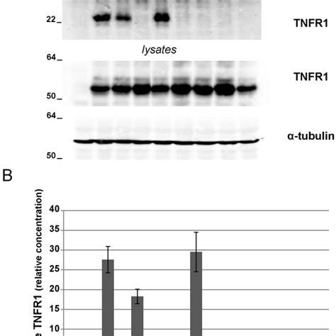 Comparison Of STNFR1 Levels For The WT And Mutated Forms Of The