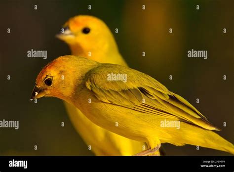 Safranammer Saffron Finch Sicalis Flaveola Curacao Stock Photo Alamy