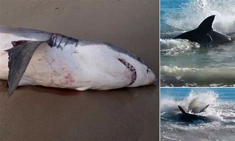 Watch As Great White Shark Chokes To Death On Sea Lion Daily Mail Online