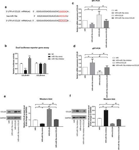 MiR 19a Directly Targets CCL20 A The Binding Site Of MiR 19a And