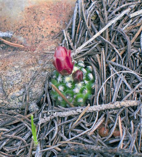 Pediocactus Knowltonii