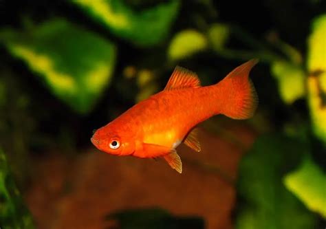 Red Melon Platy Sydney Exotic Aquariums