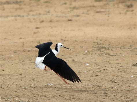 The Borrow Pit Townsville A Haven For Water Birds