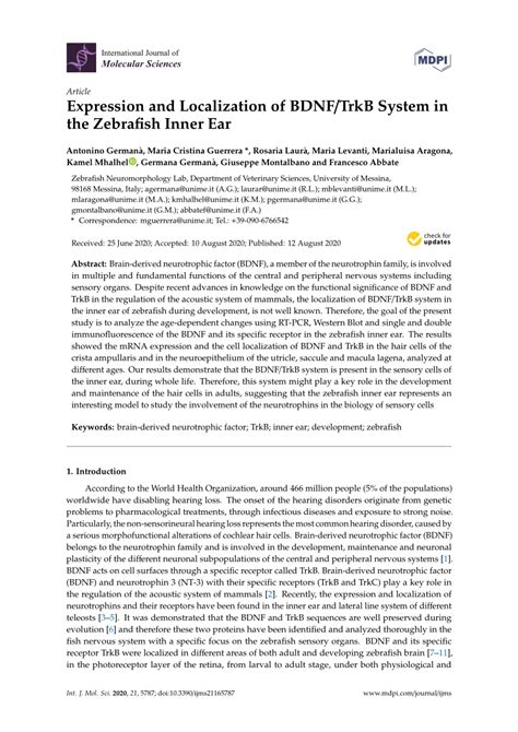 Pdf Expression And Localization Of Bdnf Trkb System In The Zebrafish