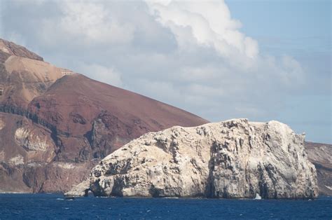 Boatswain Bird Island Oceanwide Expeditions