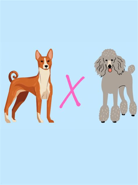 Basenjidoodle: The Basenji Poodle Mix Story - Floofy Doodles