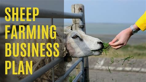 Sheep Farming Business Plan Youtube