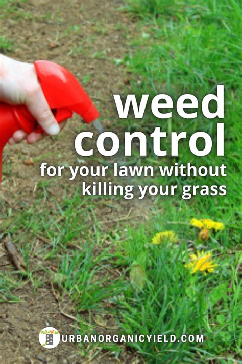 How To Get Rid Of Weeds In Lawn Artofit