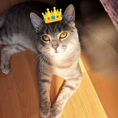 Котка стана инфлуенсър