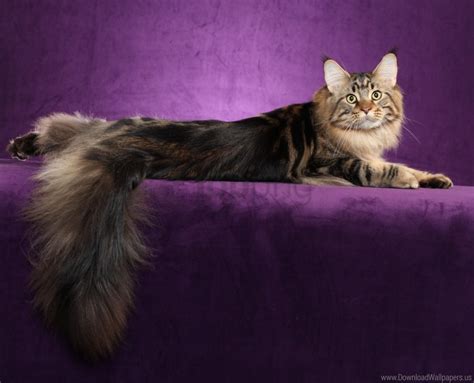 Free download | HD PNG cat fluffy maine coon tail wallpaper background ...