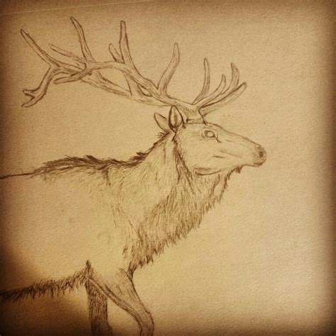 Elk Pencil Drawing Pencil Drawings Drawings Art