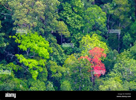 Flametrees In The Forest At O Reilly S Rainforest Retreat Lamington