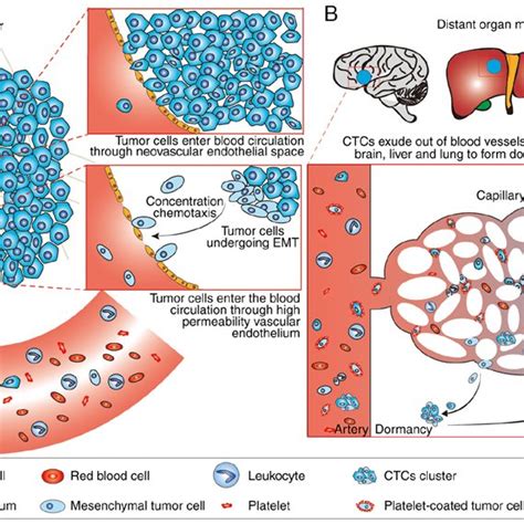 Pdf Pathology Of Circulating Tumor Cells And The Available Capture