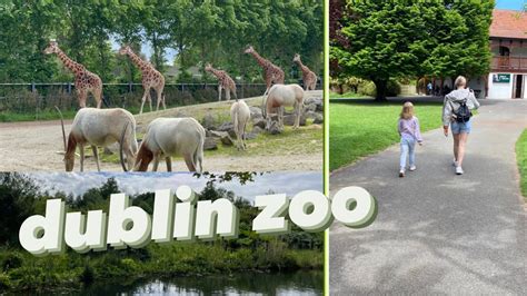 Our First Trip To The Dublin Zoo Was 🦣🦓 Youtube