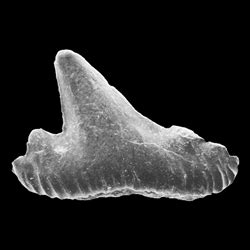 Cretaceous Atlas Of Ancient Life Carchariniformes