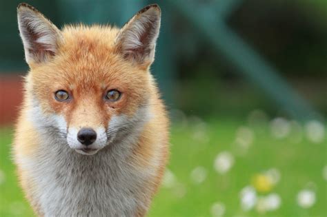 デスクトップ壁紙 面 目 野生動物 狐 グレイフォックス 動物相 脊椎動物 閉じる 哺乳類のような犬 レッドキツネ