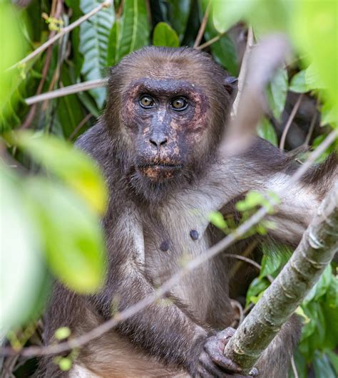 Stump-Tailed Macaque - Free photo on Pixabay - Pixabay