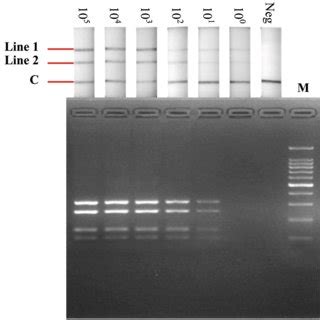 Specificity Of The Rpa Lfd Assay In The Detection Of Ehdv And Palv