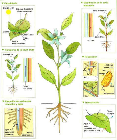 Ilustraci N De La Nutrici N De Las Plantas Transpiraci N Respiraci N