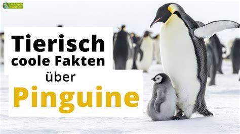 Tierisch Coole Steckbrief Fakten Ber Pinguine Doku Wissen F R