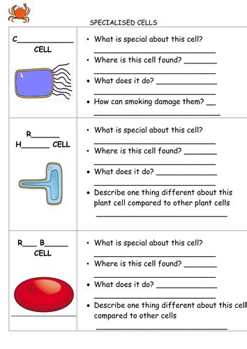 Specialised Cells For Kids | Naturally Adapt