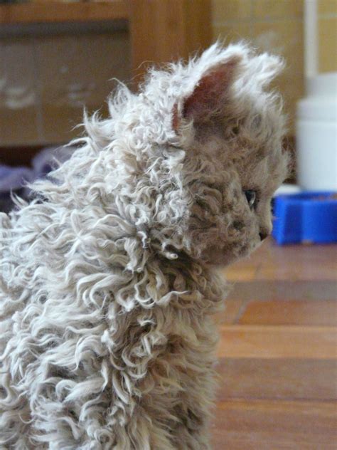 Wooly kitten. Laperm, Cute Kittens, Cats And Kittens, Cats Meowing ...