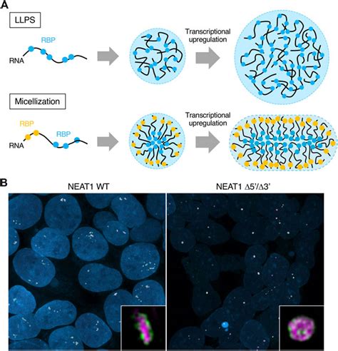 Frontiers Micellization A New Principle In The Formation Of