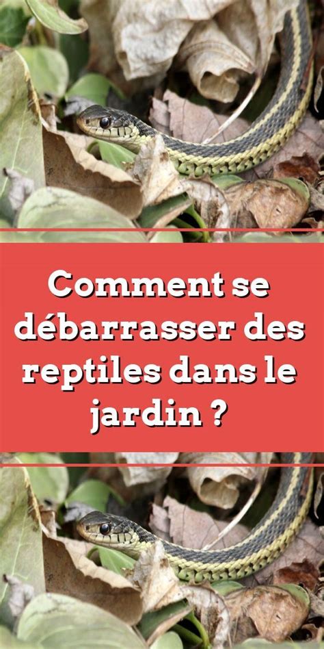 Comment Se D Barrasser Des Reptiles Dans Le Jardin Reptiles