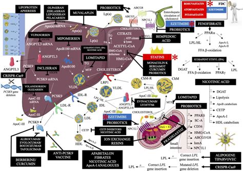 Mechanism Of Action Of Lipid Lowering Drugs Available And In Clinical