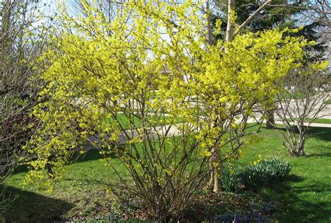 Forsythia pruning: Bush renewal produces more blooms