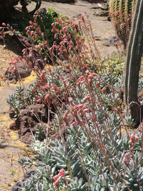 Pachyphytum compactum - World of Succulents