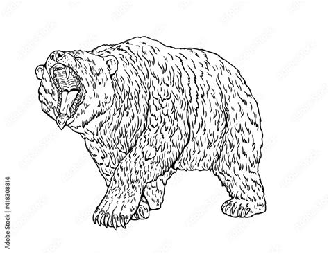 Grizzly bear, Cave bear illustration. Bear attack vector drawing. Stock ...