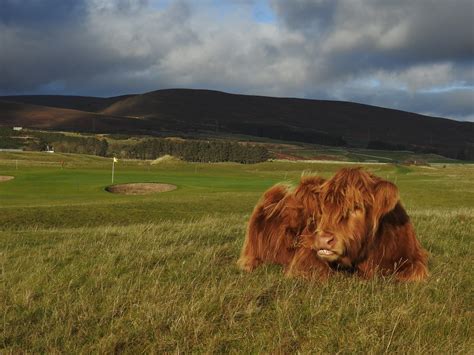 Highland Cow On Brora Golf Course Sandy Sutherland Flickr