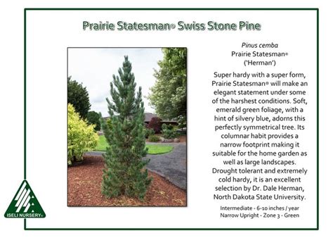 Pinus Cembra Prairie Statesman® Herman Front Yard Garden