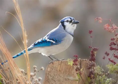 Exploring 50 Bird Species And The Sounds They Make