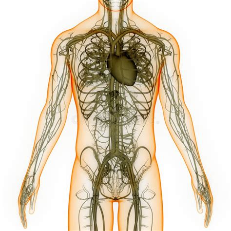 Human Internal Organs Circulatory System Heart Anatomy Stock