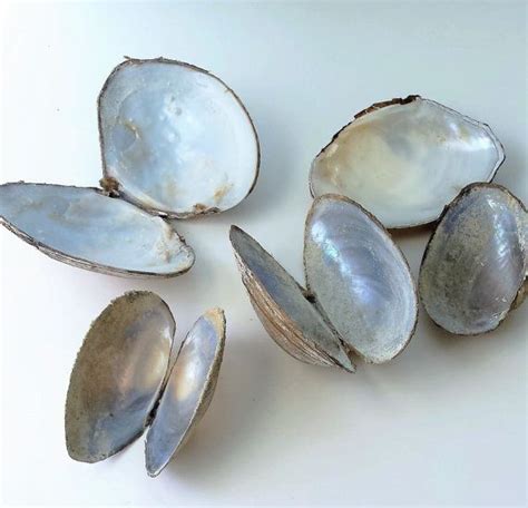 Real Clam Shells Natural Freshwater Shells Set Of Eight 8 Etsy