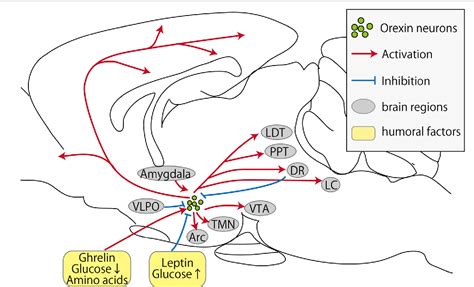 Figure 2 From The Physiological Role Of Orexin Hypocretin Neurons In