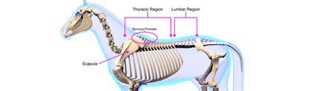 Horse Withers Anatomy - Soreness In Saddle & Pad Fitting