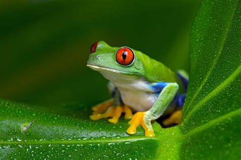 Should You Really Eat That Frog? - Prioritized Living