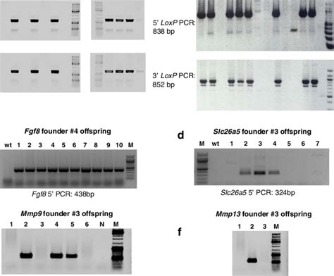 Germ Line Transmission Of Founder Alleles Generated Using Easi Crispr Download Scientific