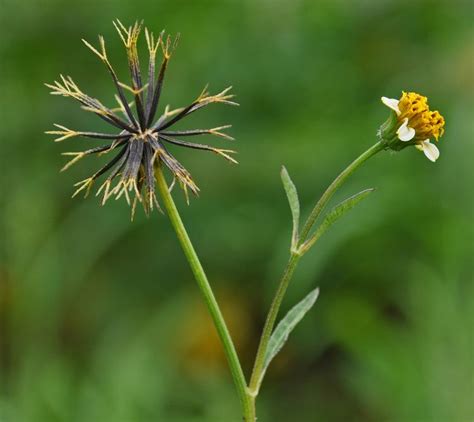 Bidens pilosa ~ Detailed Information | Photos | Videos