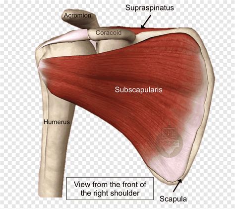 Descarga Gratis Hombro Rotador Manguito Desgarro Músculo Subescapular