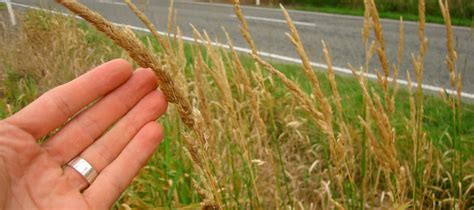 Reed Canary Grass Environment Canterbury